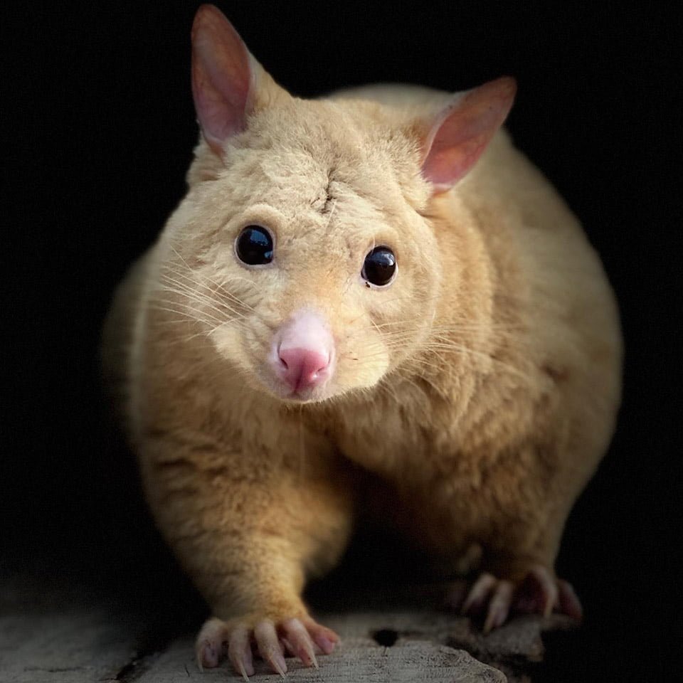 Clínica veterinaria australiana rescata una rara zarigüeya dorada 7 Marsupial oro