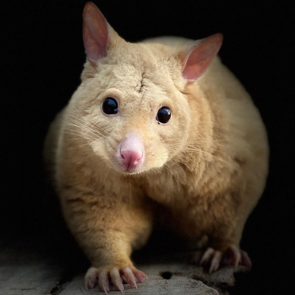 Marsupial oro
