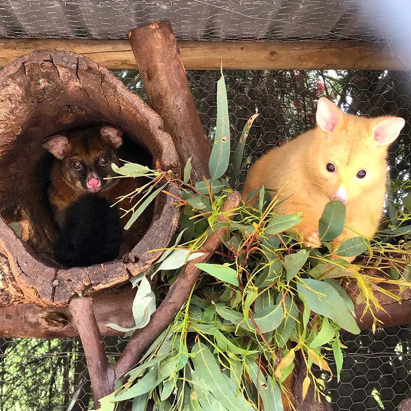 Clínica veterinaria australiana rescata una rara zarigüeya dorada 8 Marsupiales diferentes