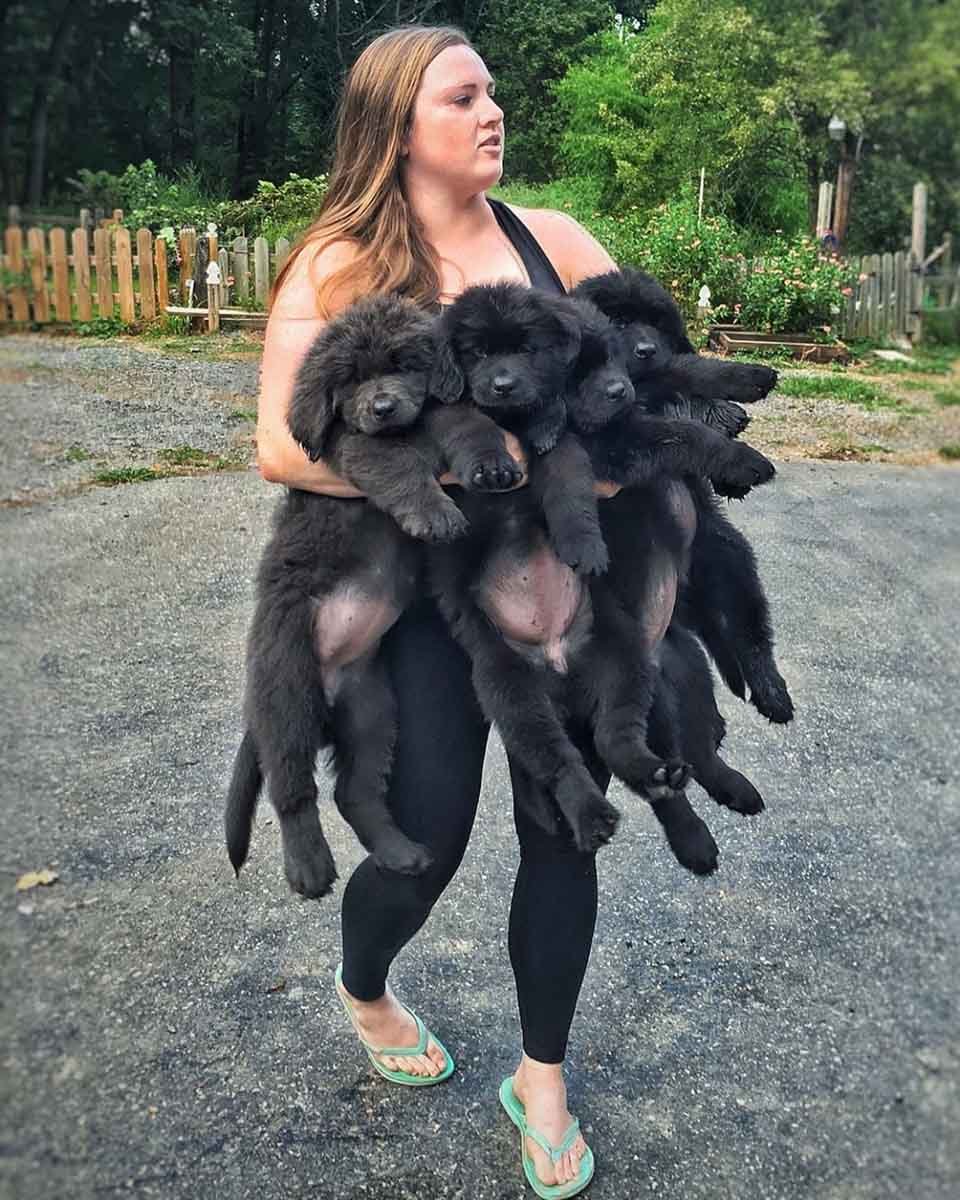 Mujer y sus 9 perros visitan a personas hospitalizadas llevando felicidad a quienes más la necesitan 16 Mujer carga a sus grandes perros