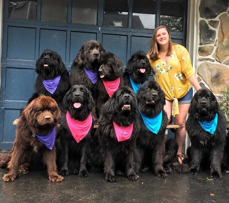Mujer y sus 9 perros visitan a personas hospitalizadas llevando felicidad a quienes más la necesitan 15 Mujer y sus perros
