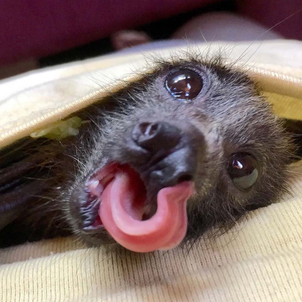 Organización que rescata murciélagos comparte fotos donde vemos lo lindos e inofensivos que son 20 Murciélago muestra su lengua
