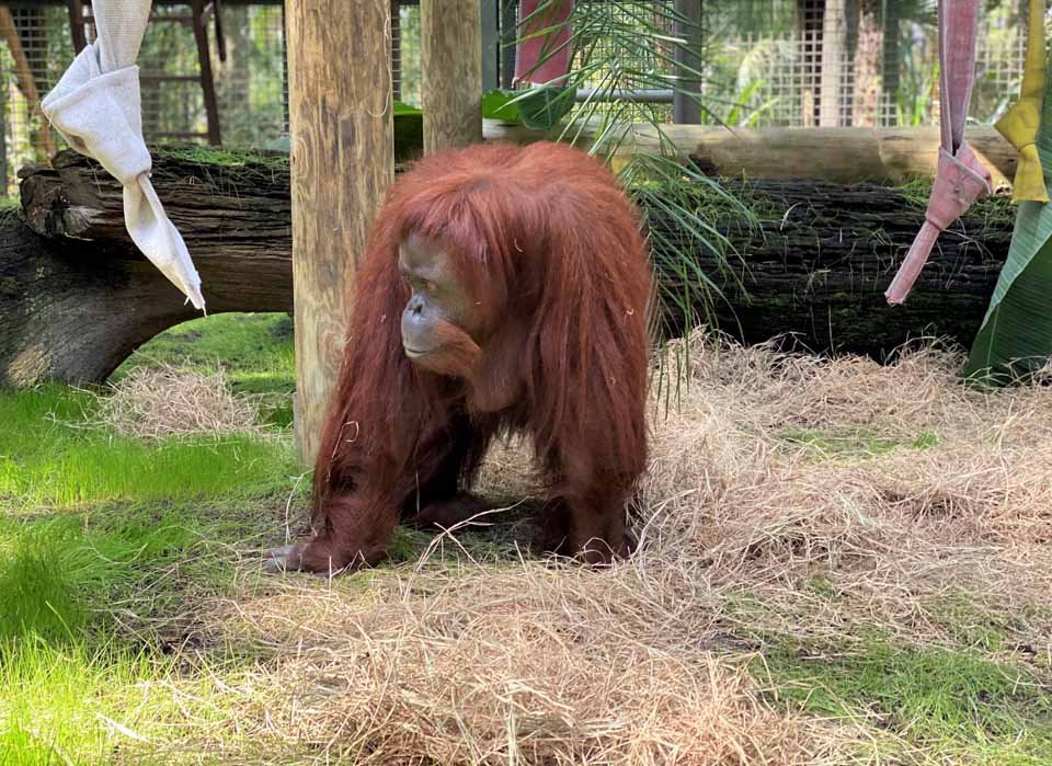 La nueva vida en libertad de Sandra, la orangutana declarada persona no humana 10 Nueva vida de Sandra