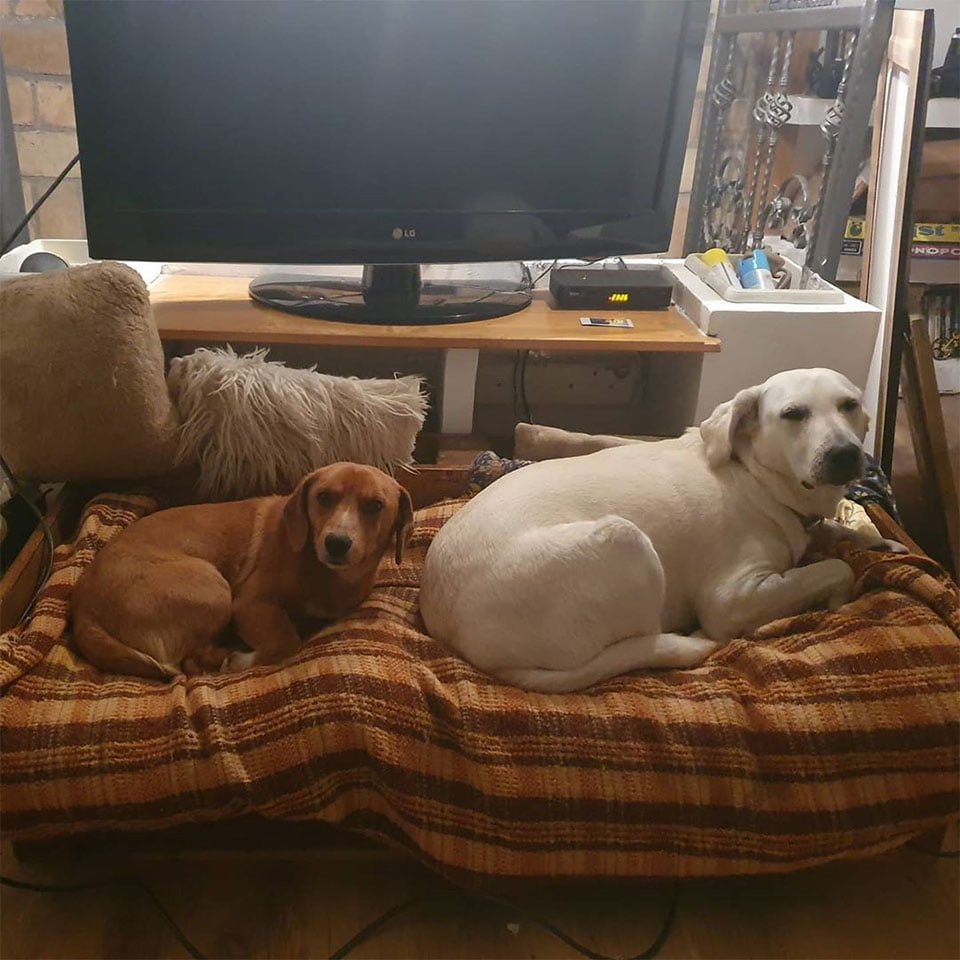 Mujer deja que sus perros salgan a jugar y vuelven a casa con un nuevo hermano 11 Nuevo hermano y Srna