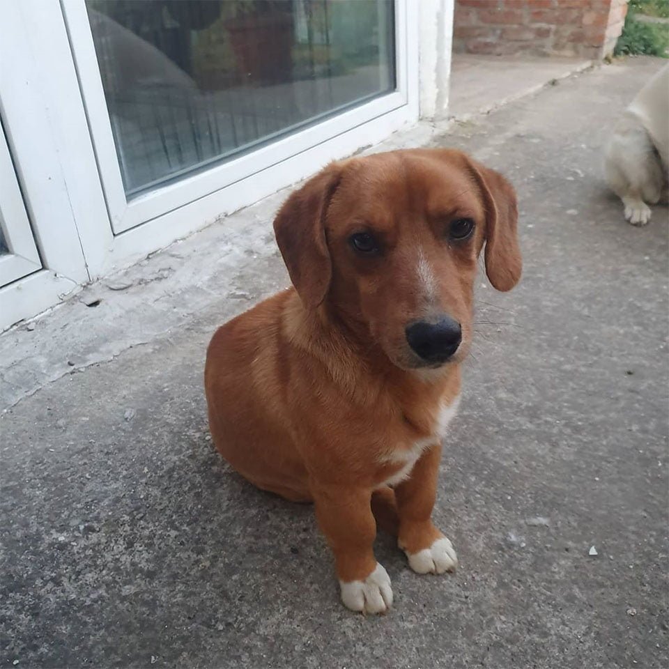 Mujer deja que sus perros salgan a jugar y vuelven a casa con un nuevo hermano 9 Nuevo hermano