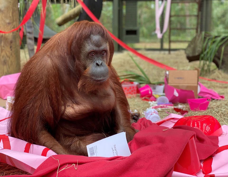 La nueva vida en libertad de Sandra, la orangutana declarada persona no humana 11 Orangután en festejo