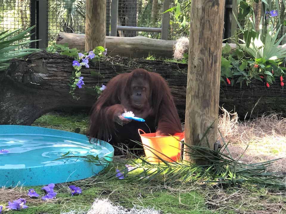 Orangután preparada para un baño