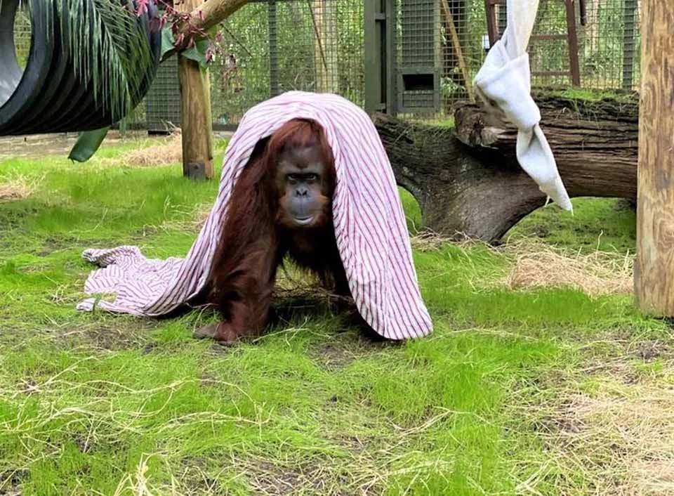 La nueva vida en libertad de Sandra, la orangutana declarada persona no humana 13 Orangután y su cobija