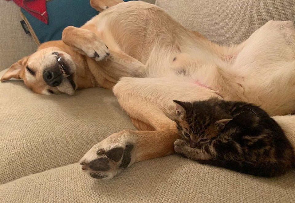 Perro cuida a cada gatito rescatado en el hogar de acogida mientras son adoptados 5 Padre adoptivo