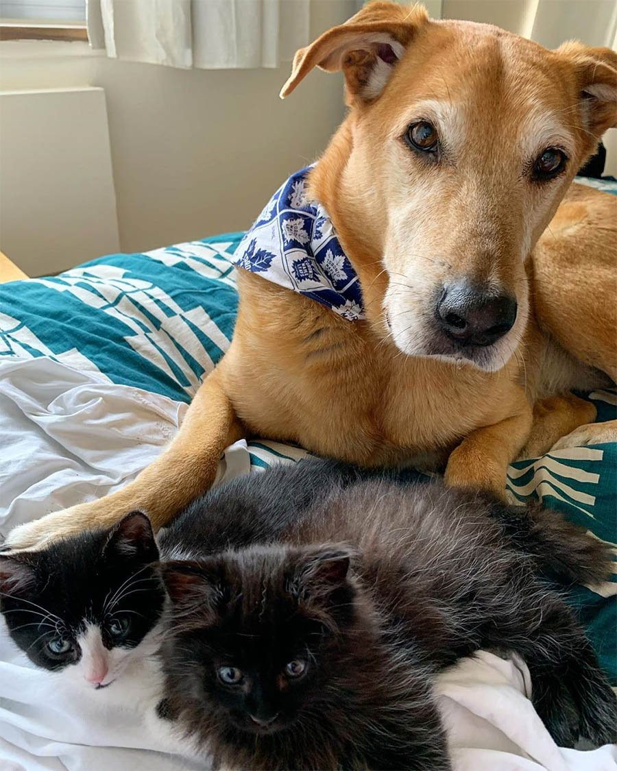 Perro cuida a cada gatito rescatado en el hogar de acogida mientras son adoptados 1 Papá adoptivo