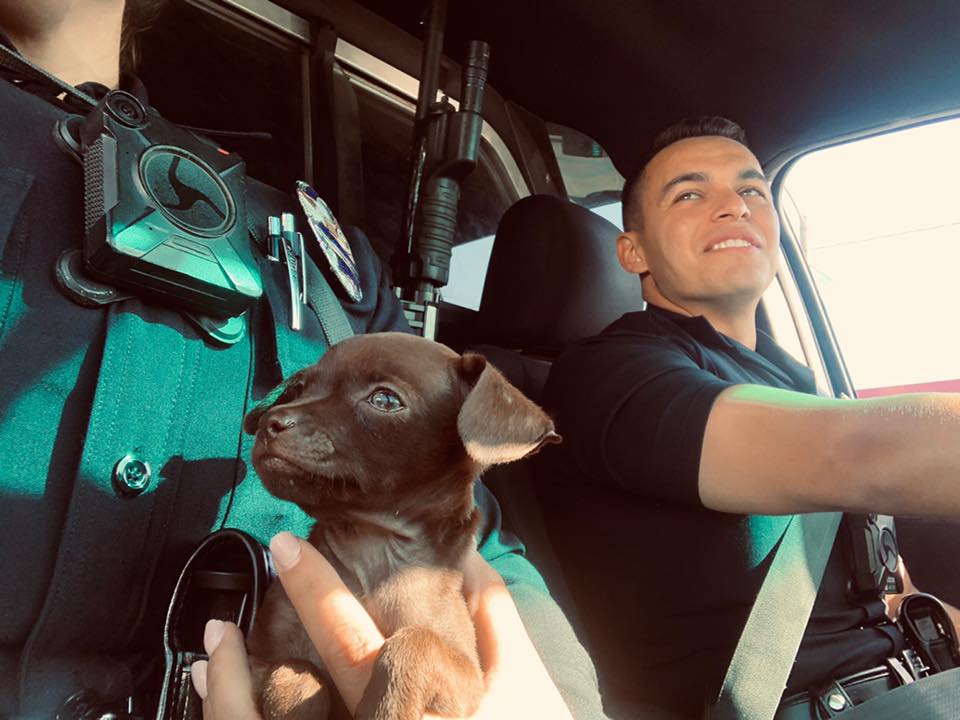 Pequeño cachorro abandonado en las calles sigue a los policías buscando ayuda 4 Pequeño rescatado