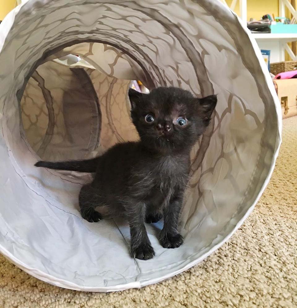 Gatita con una linda nariz se recupera luego de ser encontrada en un patio trasero 18 Pequeña gata con nariz hendida