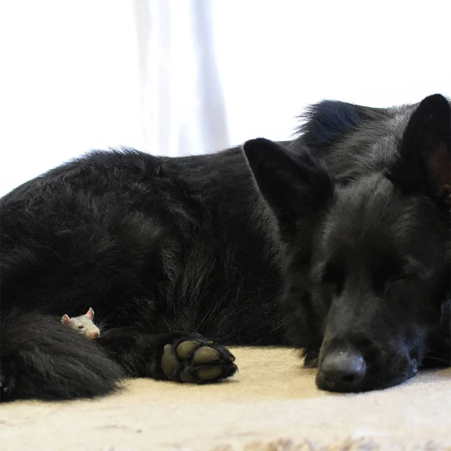 Pequeña rata siempre corre hacia su hermano mayor para tomar la siesta 7 Pequeña rata dormida