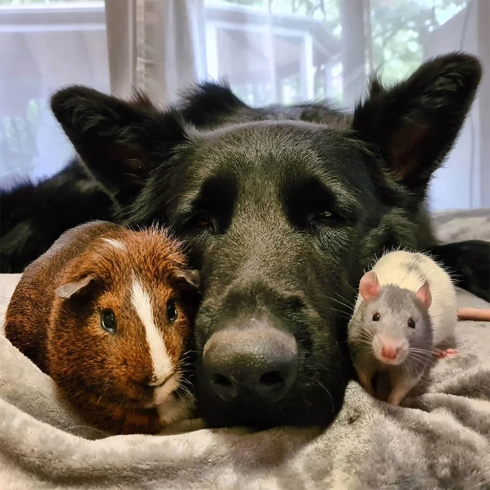 Pequeña rata siempre corre hacia su hermano mayor para tomar la siesta 4 Pequeña rata hermanos