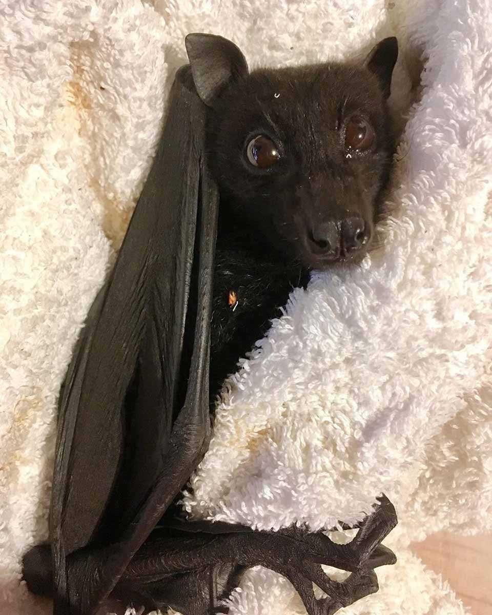 Organización que rescata murciélagos comparte fotos donde vemos lo lindos e inofensivos que son 13 Pequeño murciélago