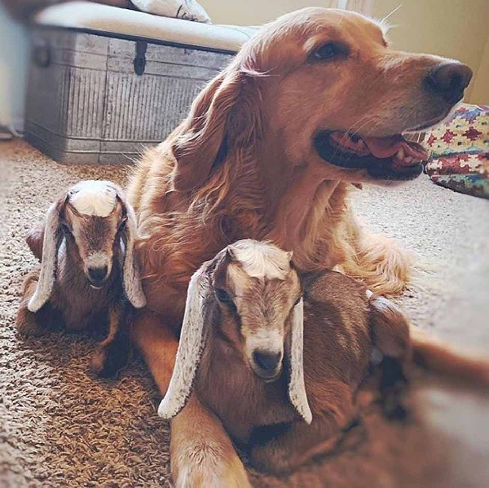 Perrita vive en una granja con cabras bebés y piensa que es su mamá 15 Perrita con dos pequeñas cabras