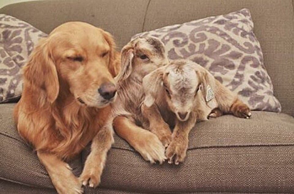 Perrita vive en una granja con cabras bebés y piensa que es su mamá 16 Perrita convive con cabritas