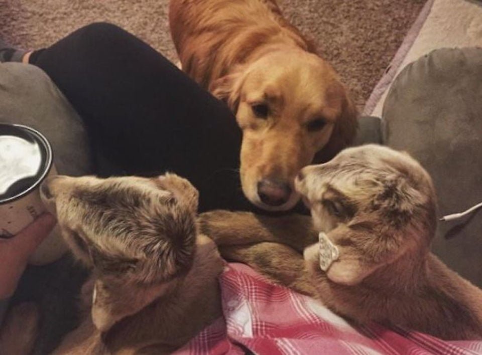 Perrita vive en una granja con cabras bebés y piensa que es su mamá 14 Perrita mira a cabras bebés