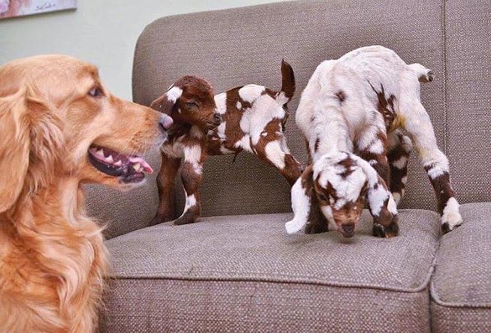 Perrita vive en una granja con cabras bebés y piensa que es su mamá 12 Perrita y dos cabras color café con blanco
