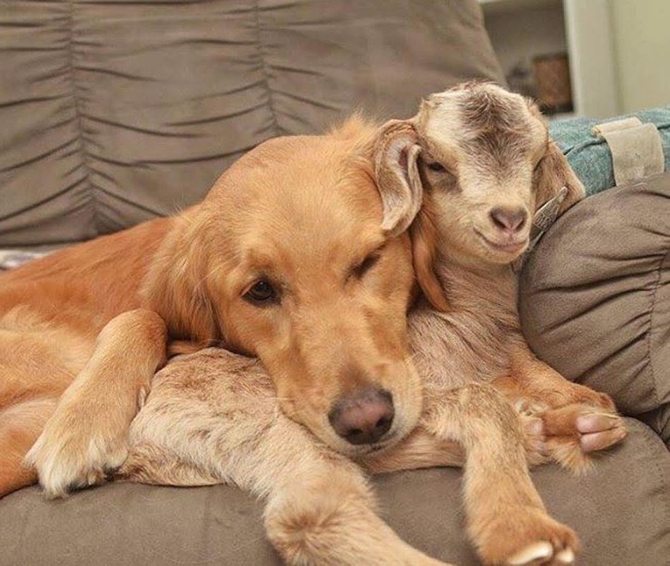 Perrita y pequeña cabra
