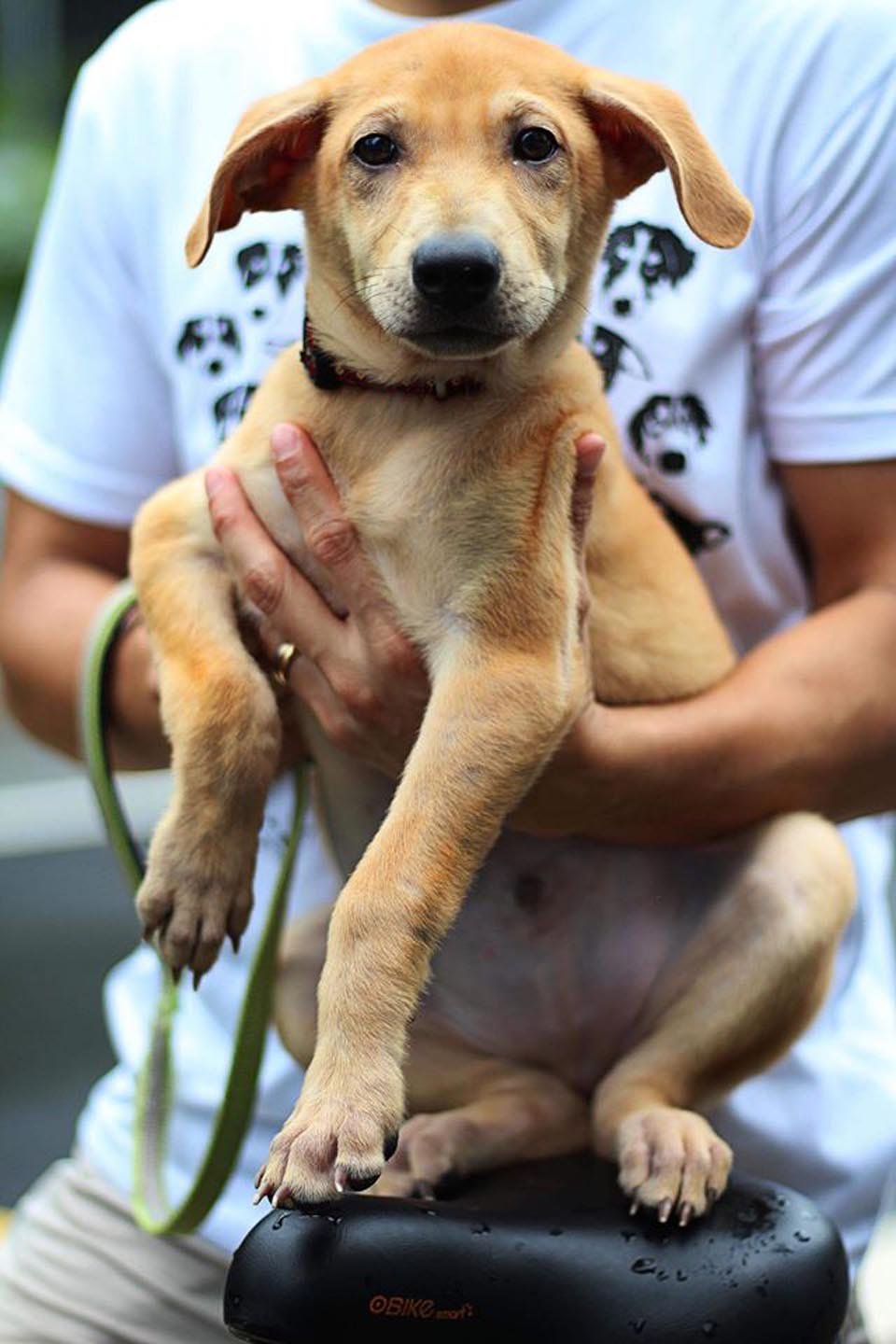 Pareja sin corazón decide aplicar la eutanasia a su perro a pesar de que estaba sano 11 Perrito buscaba un hogar