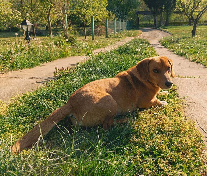 Mujer deja que sus perros salgan a jugar y vuelven a casa con un nuevo hermano 8 Perrito café