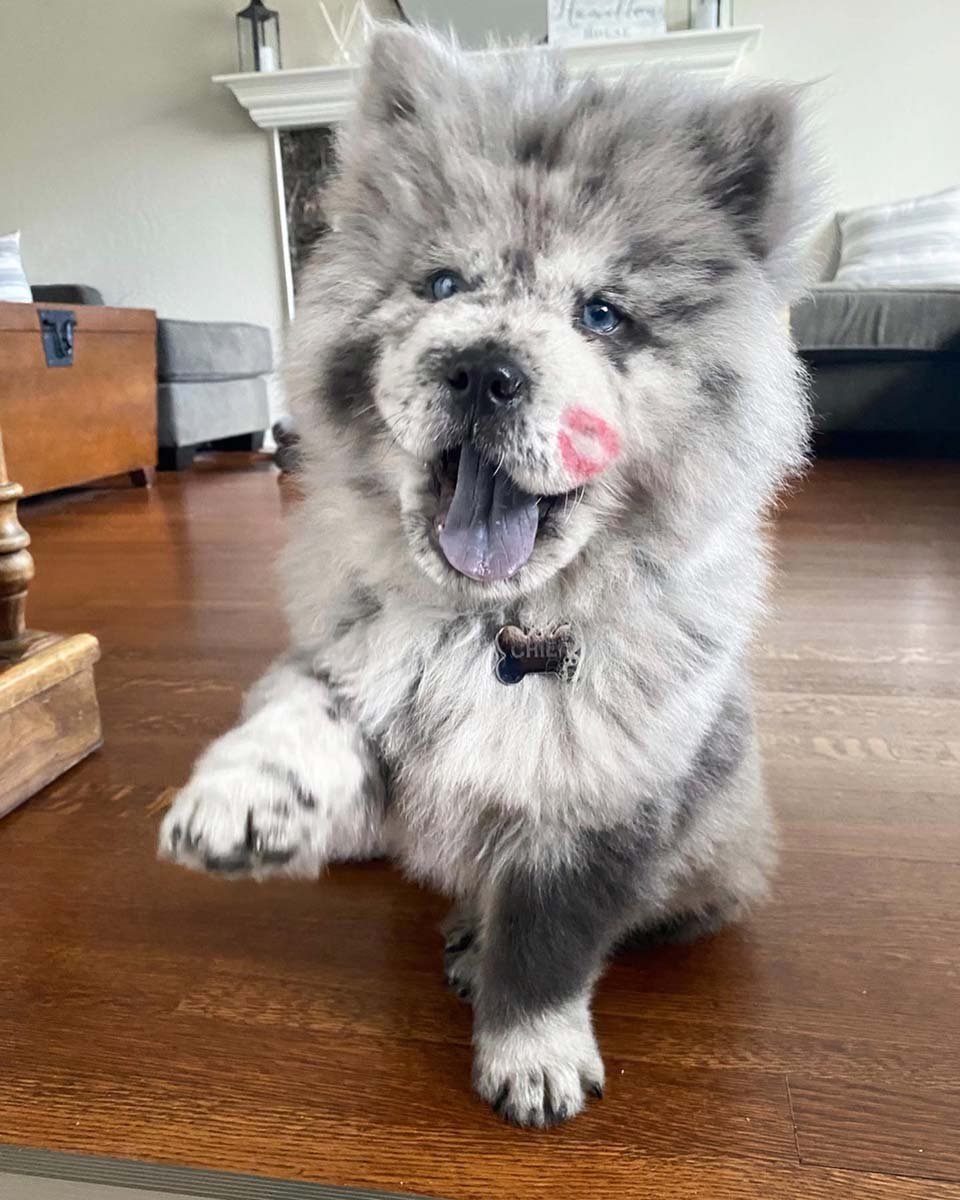 Conoce a esta pequeña nube de Oreo que se convertirá en un enorme perro 18 Perrito y beso