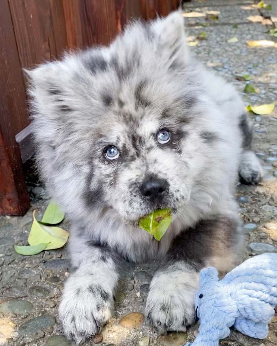 Conoce a esta pequeña nube de Oreo que se convertirá en un enorme perro 16 Perrito y hoja