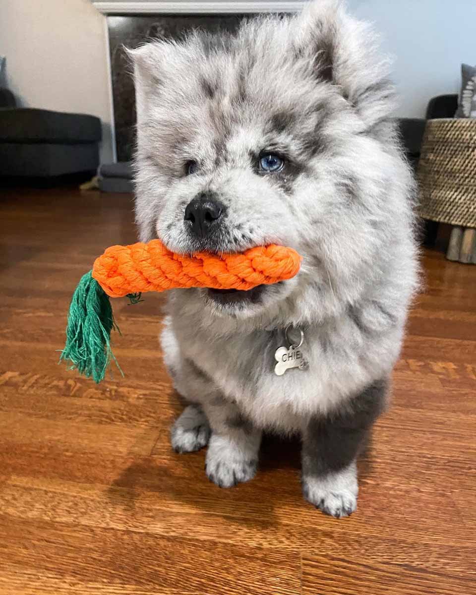 Conoce a esta pequeña nube de Oreo que se convertirá en un enorme perro 15 Perrito y juguete