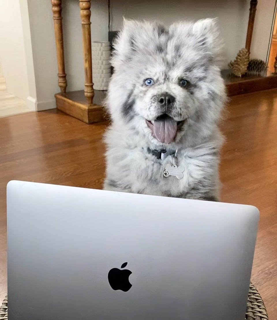 Conoce a esta pequeña nube de Oreo que se convertirá en un enorme perro 14 Perrito y laptop