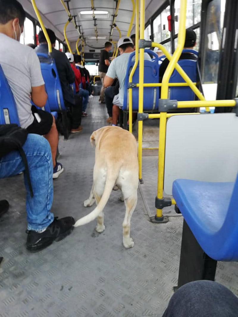 Perro perdido se sube a los buses esperando encontrar a su dueño 5 Perro busca dueño