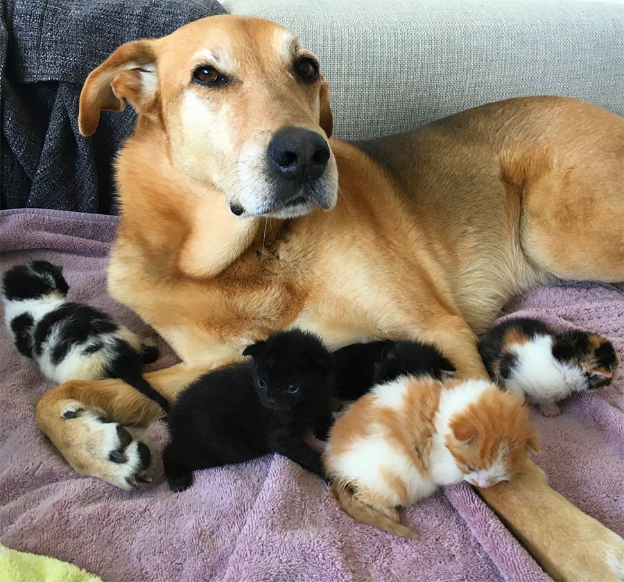 Perro cuida a cada gatito rescatado en el hogar de acogida mientras son adoptados 8 Perro cuida gatitos