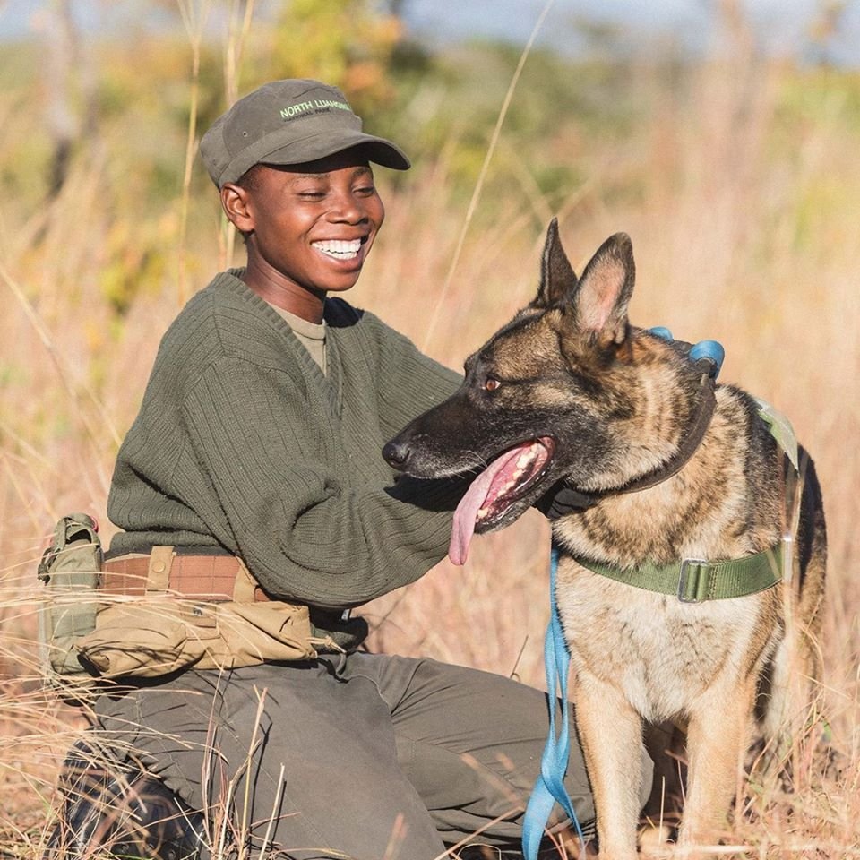 Perros entrenados para proteger la vida silvestre han salvado a 45 rinocerontes 14 Perro guardián