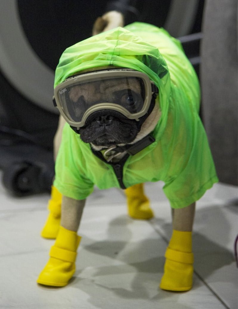 Perro terapeuta alivia el estrés del personal médico en México 8 Perro terapeuta listo