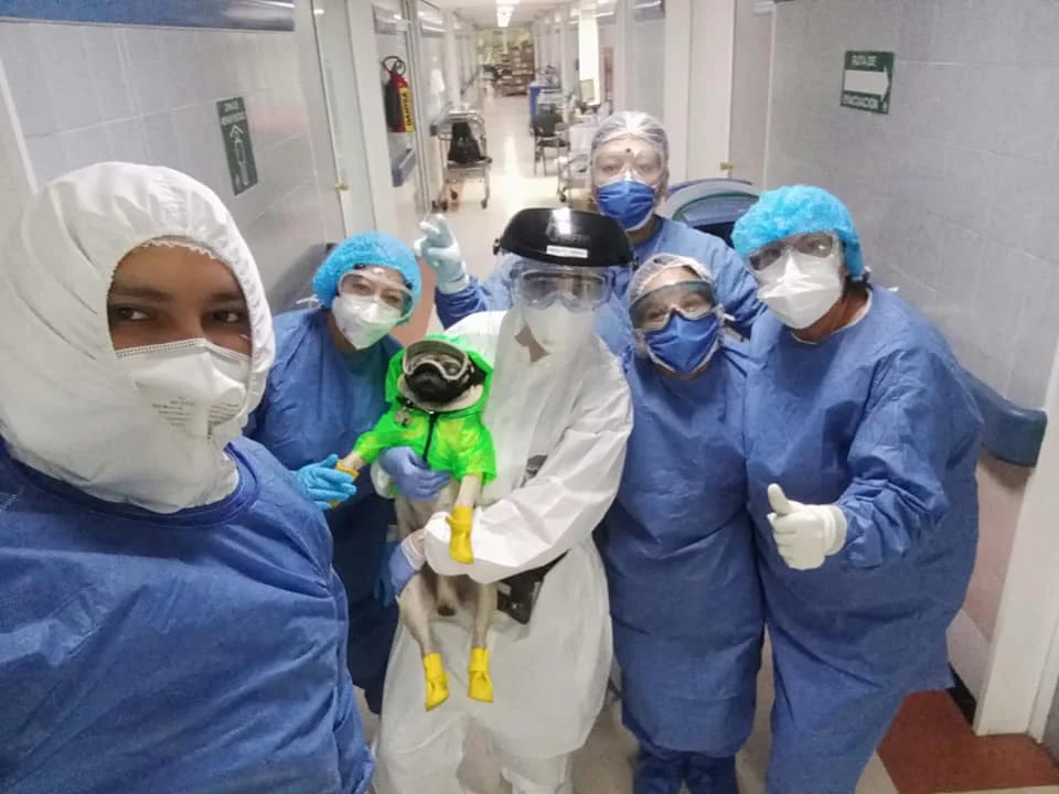 Perro terapeuta alivia el estrés del personal médico en México 7 Perro terapeuta