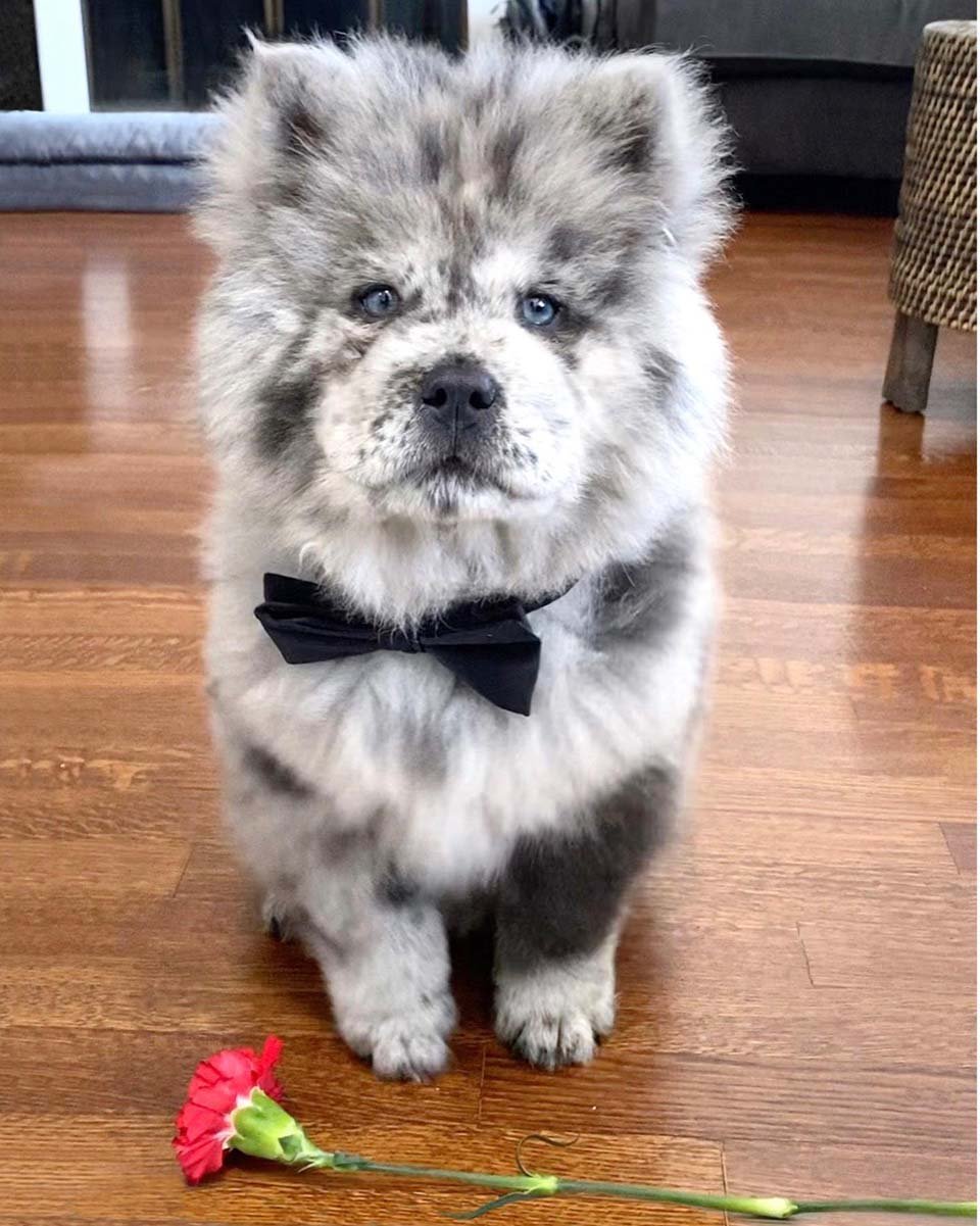 Conoce a esta pequeña nube de Oreo que se convertirá en un enorme perro 12 Perro y flor