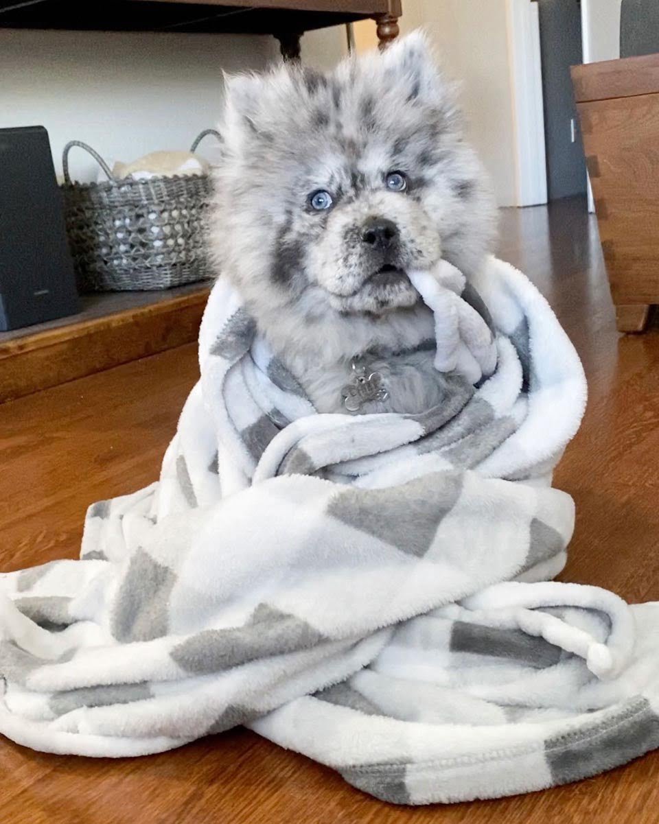 Conoce a esta pequeña nube de Oreo que se convertirá en un enorme perro 10 Perro y su cobija