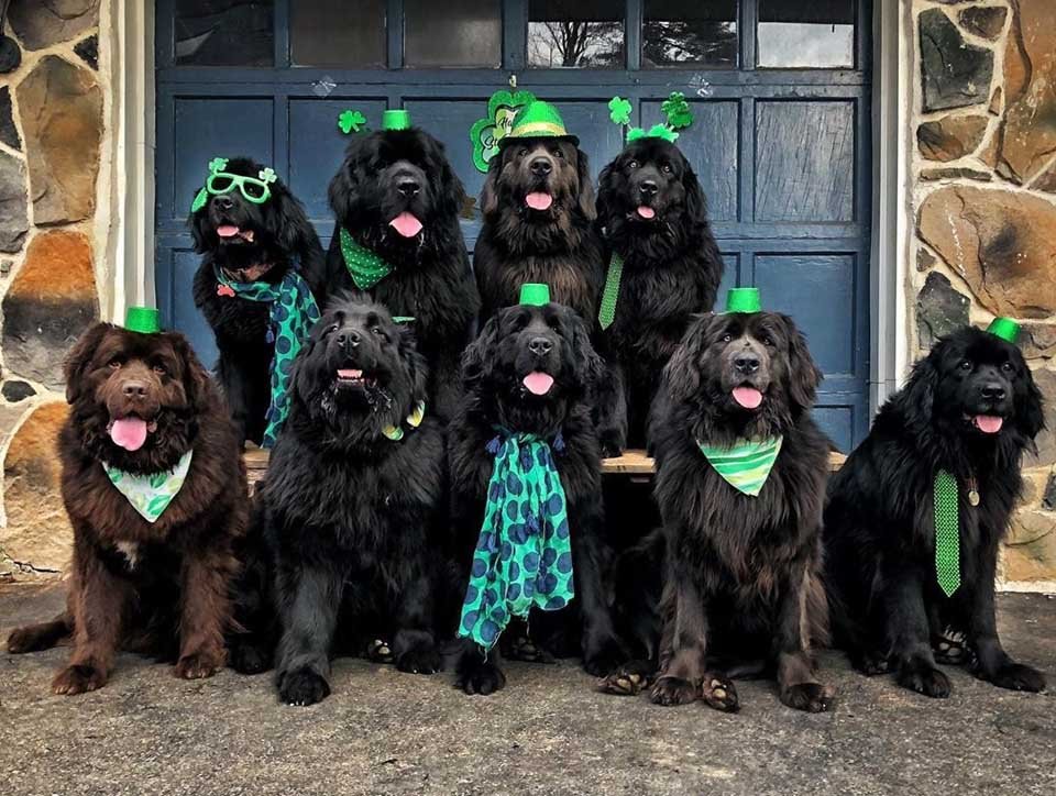 Mujer y sus 9 perros visitan a personas hospitalizadas llevando felicidad a quienes más la necesitan 13 Perros con atuendos especiales