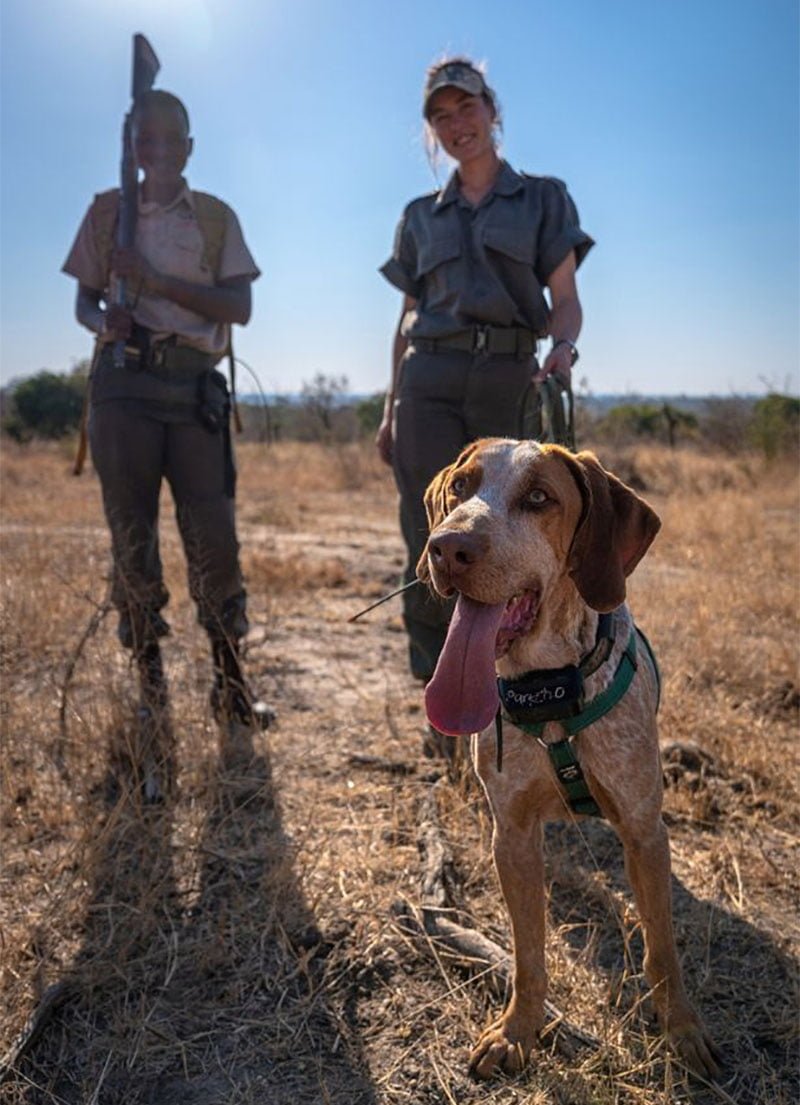 Perros entrenados para proteger la vida silvestre han salvado a 45 rinocerontes 13 Perros cuidan rinocerontes