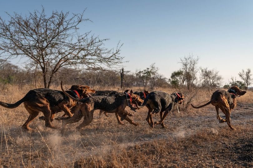 Perros entrenados para proteger la vida silvestre han salvado a 45 rinocerontes 8 Perros entrenados África