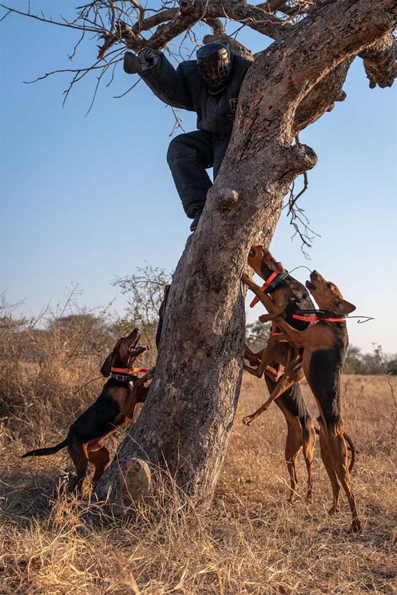 Perros entrenados para proteger la vida silvestre han salvado a 45 rinocerontes 10 Perros entrenados