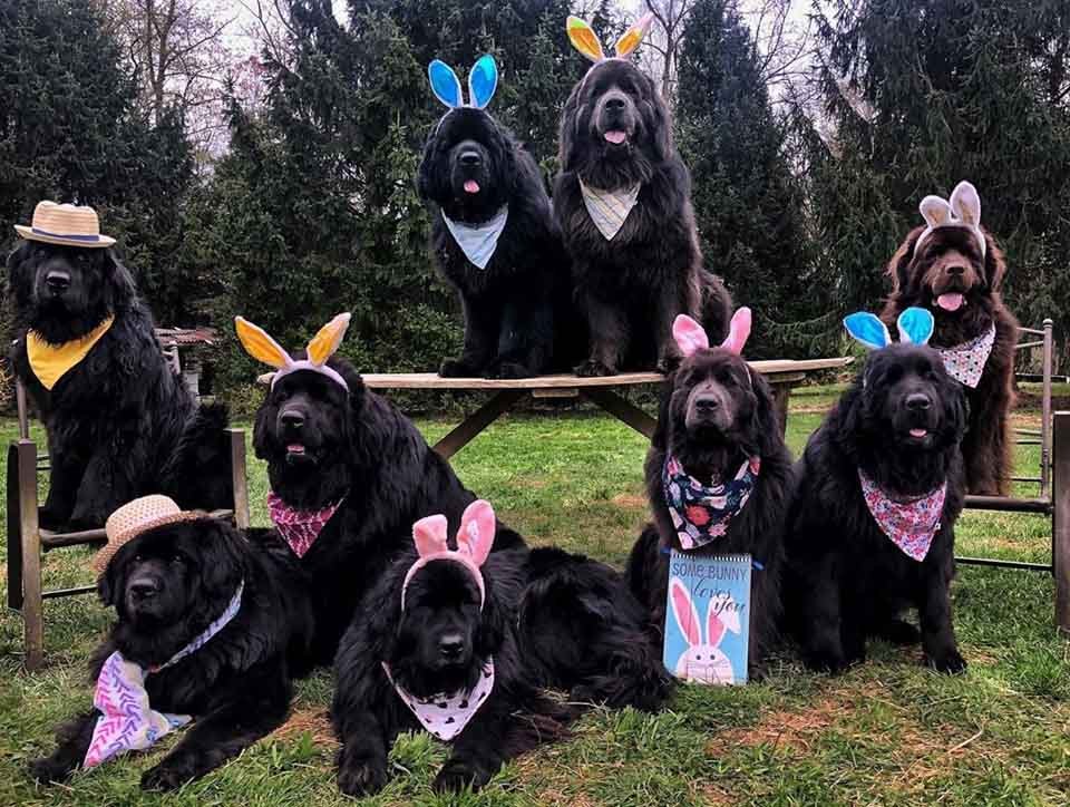 Mujer y sus 9 perros visitan a personas hospitalizadas llevando felicidad a quienes más la necesitan 20 Perros usan orejas de conejo