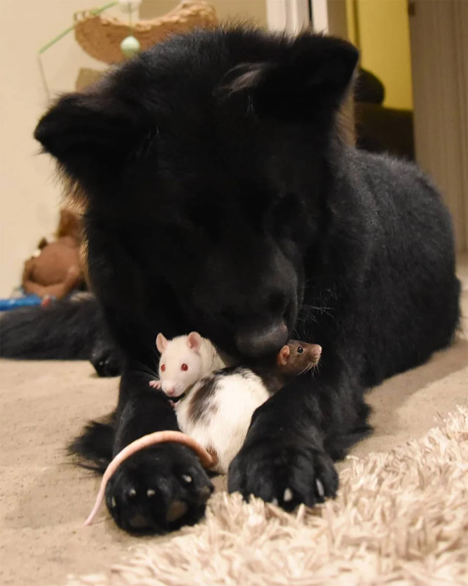 Pequeña rata siempre corre hacia su hermano mayor para tomar la siesta 6 Ratas y Nuka