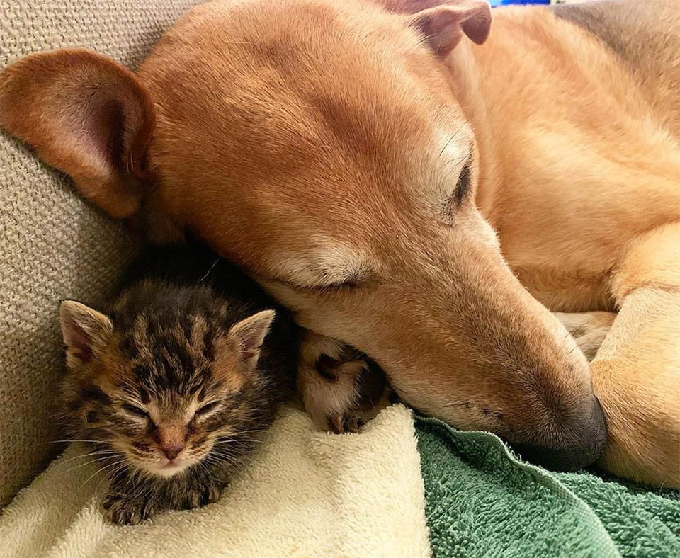 Perro cuida a cada gatito rescatado en el hogar de acogida mientras son adoptados 2 Raylan cariñoso