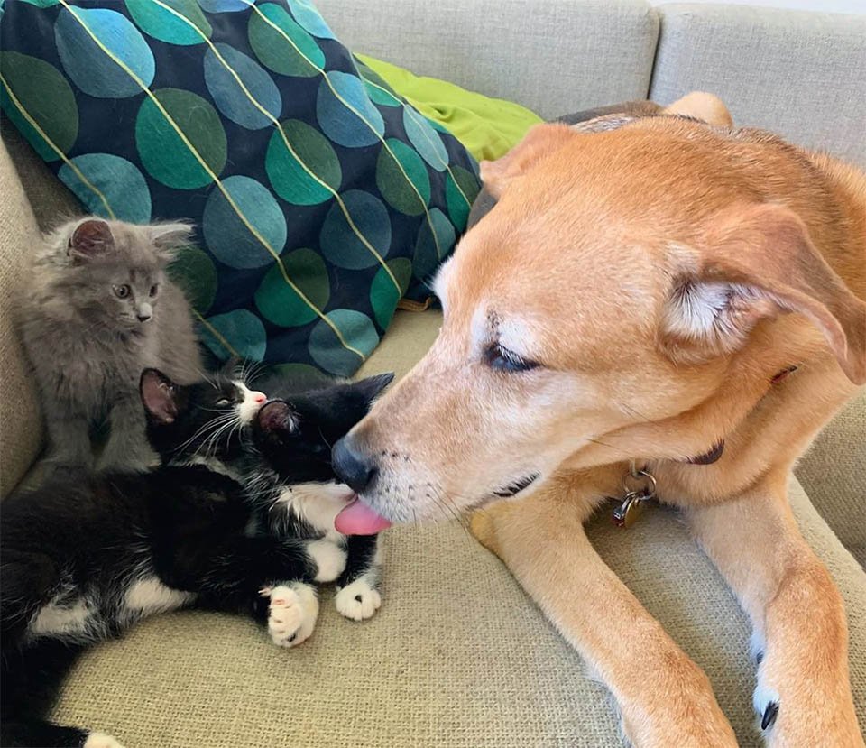 Perro cuida a cada gatito rescatado en el hogar de acogida mientras son adoptados 6 Raylan cuidando gatos