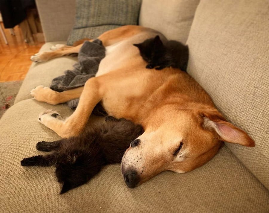 Perro cuida a cada gatito rescatado en el hogar de acogida mientras son adoptados 10 Raylan cuida gatitos