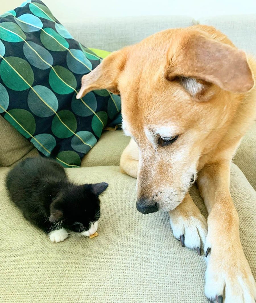 Perro cuida a cada gatito rescatado en el hogar de acogida mientras son adoptados 12 perro cuida gatito