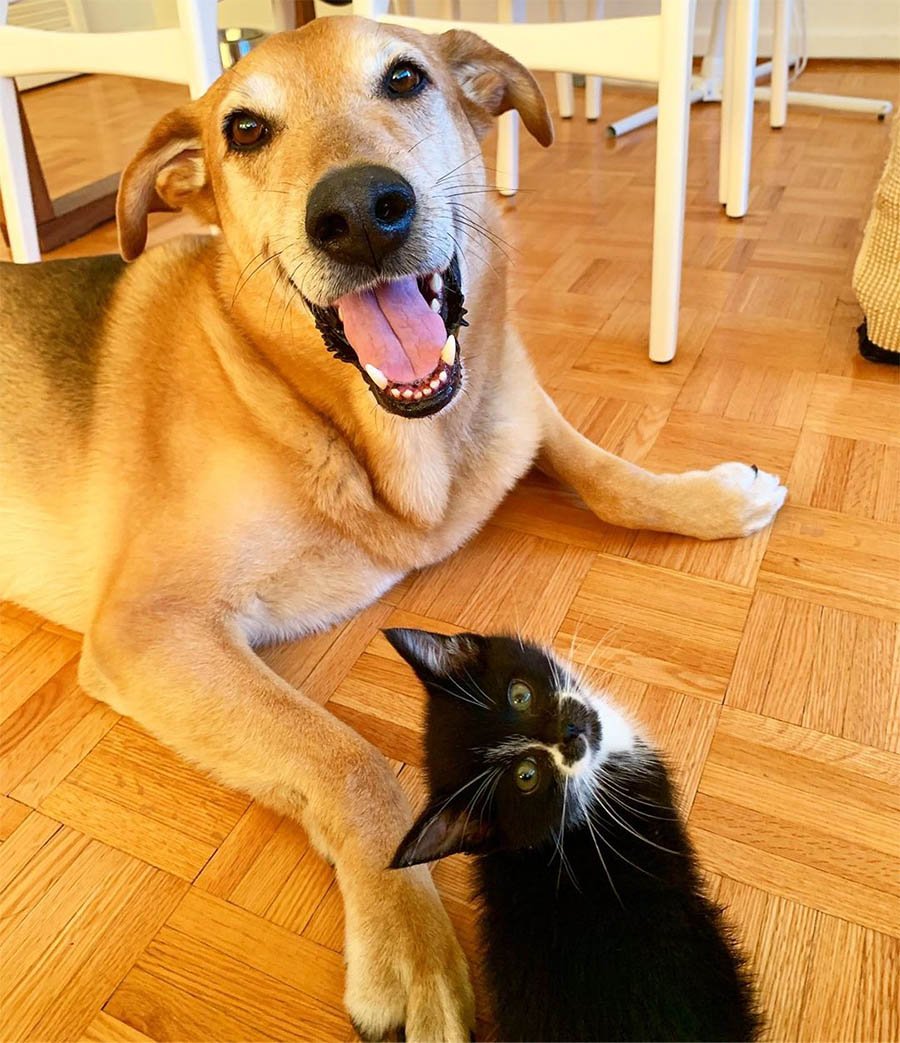 Perro cuida a cada gatito rescatado en el hogar de acogida mientras son adoptados 7 Raylan posando