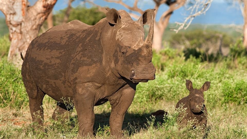Perros entrenados para proteger la vida silvestre han salvado a 45 rinocerontes 12 Rinocerontes África