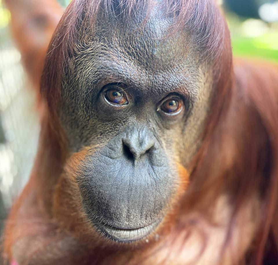 La nueva vida en libertad de Sandra, la orangutana declarada persona no humana 14 Rostro de Sandra